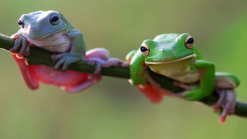 From tree frogs to traffic management: tackling the new WAN ...