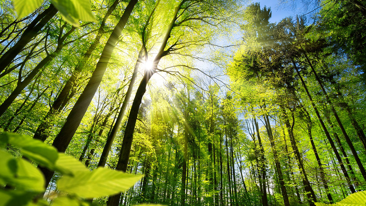 Forest