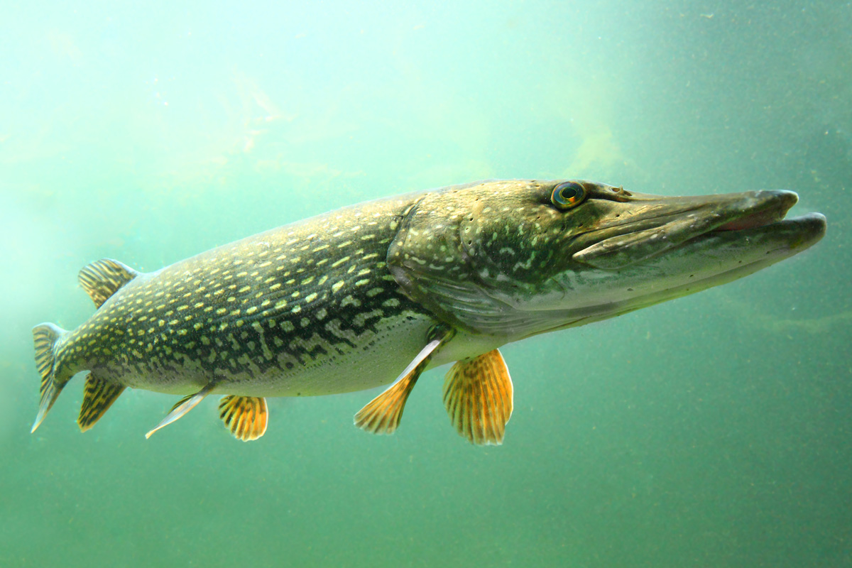 	160208_Bottom-Feeder