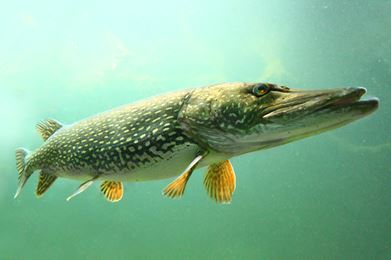 160208_Bottom-Feeder