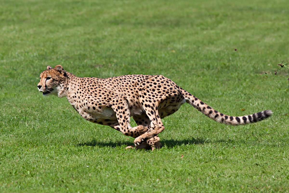 	160208_Cheetah